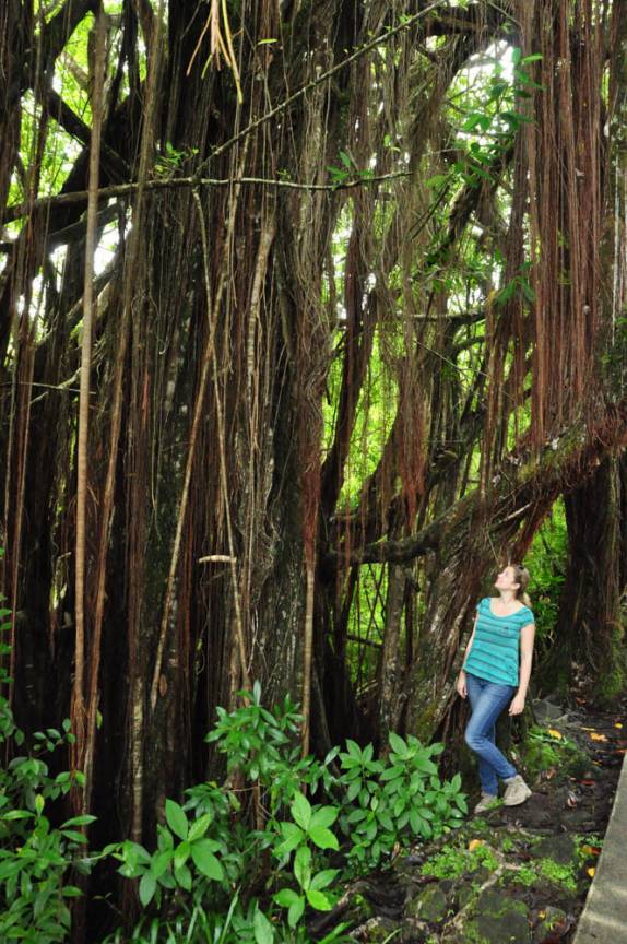 Depois de tanto tempo, de volta à vegetação tropical, na região de Hilo, na Big Island, no Hawaii